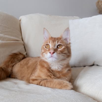 Görüntü 18.jpeg__PID:489a865d-9795-4563-bf8d-54e0315fc29b